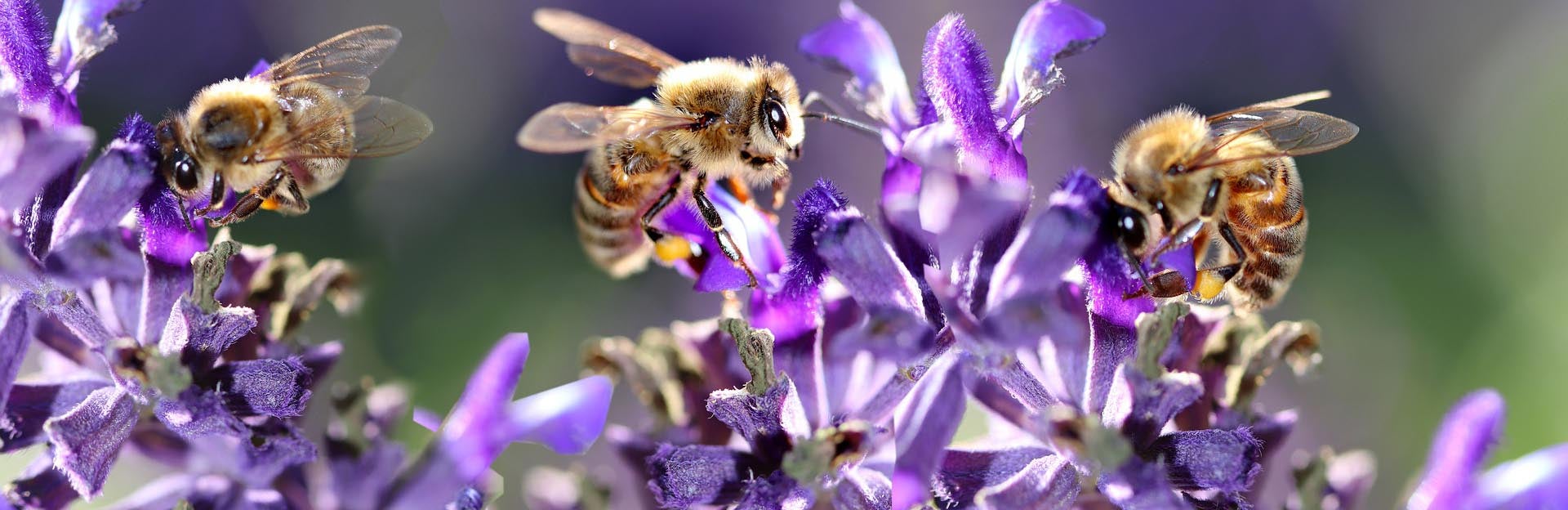 Bees on flower