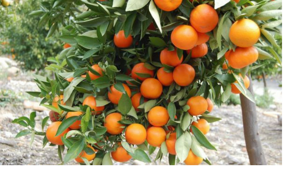 citrus tree with oranges