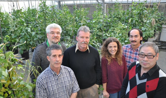 Cowpea researchers in a greenhouse