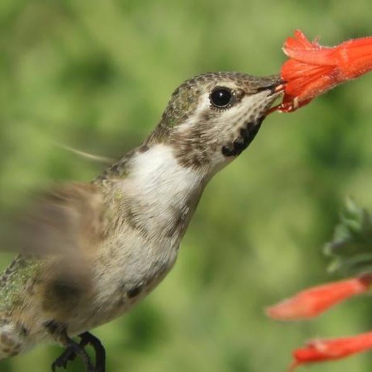 Hummingbirds can smell their way out of danger