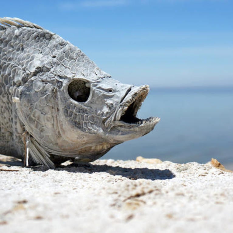 Salton Sea restoration efforts could fail without science