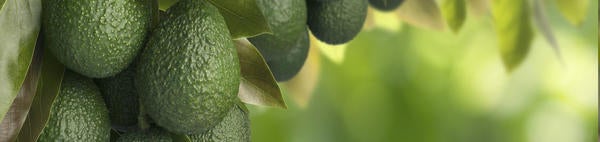avocados on the tree (c) unsplash