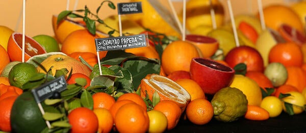 Giveaudan Citrus Variety Collection sampling