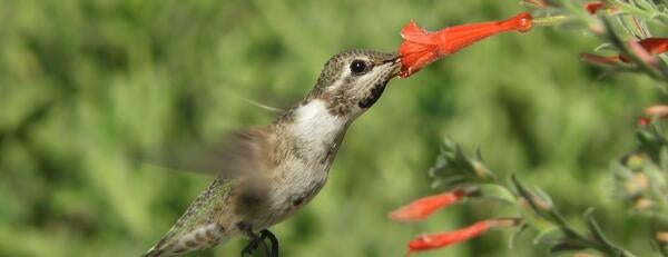 Hummingbirds can smell their way out of danger