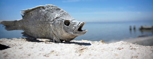 Salton Sea restoration efforts could fail without science