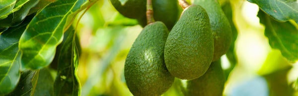 avocados (c) unsplash