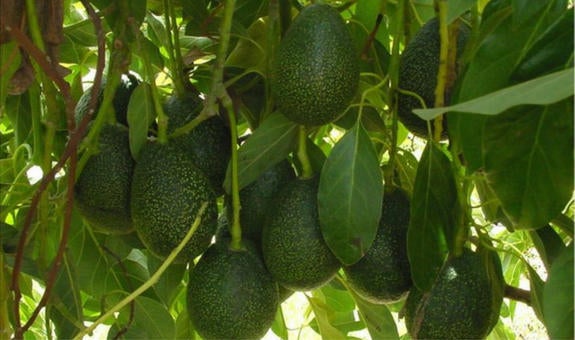 avocados on tree