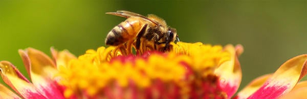 bee on a flower