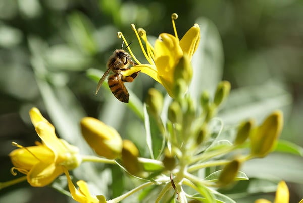 bee on a flower (c) UCR/Stan Lim