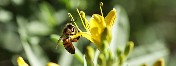 Bee on a flower (c) UCR/Stan Lim