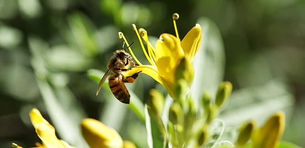 Bee on a flower (c) UCR/Stan Lim