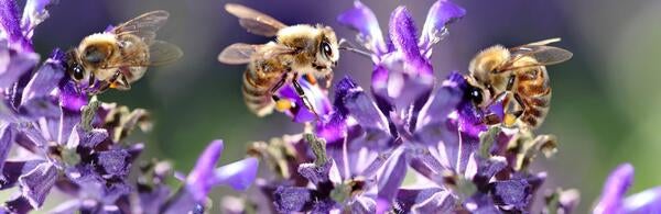 Bees on flowers