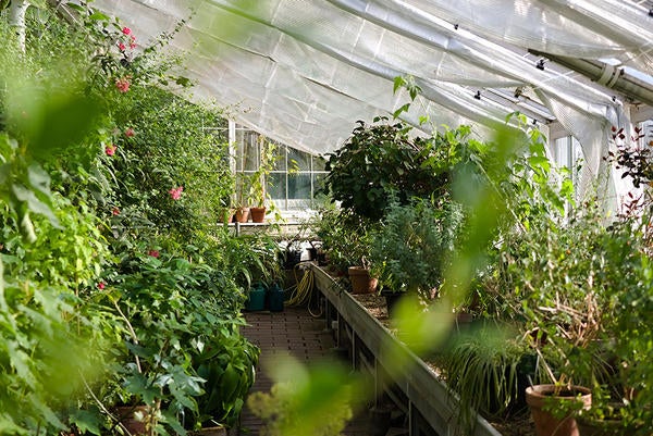 greenhouse