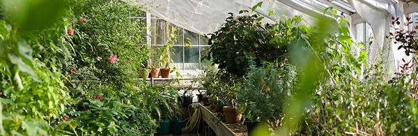 Greenhouse