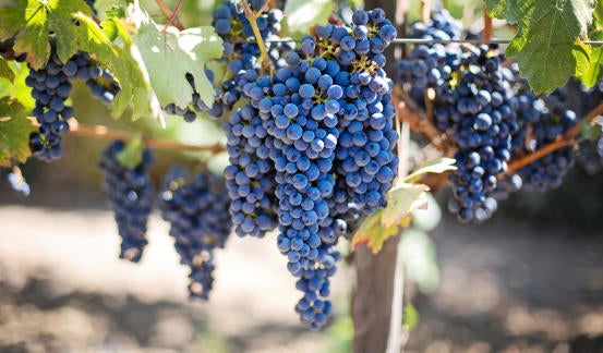 purple grapes on the vine