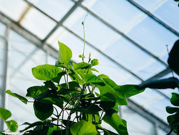 greenhouse plant