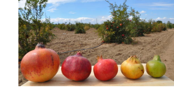 pomegranates