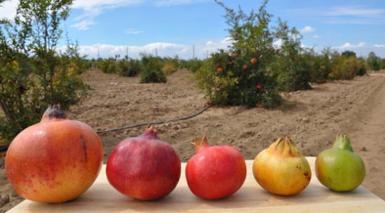 pomegranates