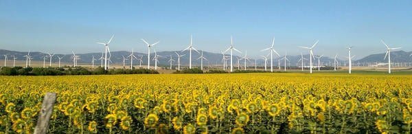 windmills and sunflowers (c) Johanna Montoya unsplash