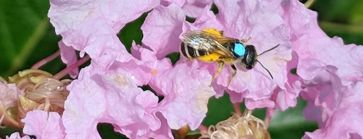 Flower faithful native bee makes a reliable pollinator | CAFE