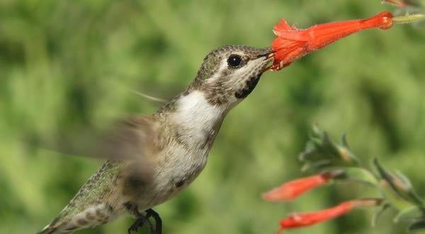 Hummingbirds can smell their way out of danger